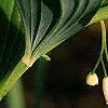 Polygonatum hirtum, flowers