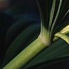 Polygonatum hirtum, flowers