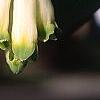Polygonatum hirtum, flowers