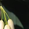 Polygonatum hirtum, flowers