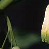 Polygonatum hirtum, flowers
