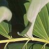 Polygonatum hirtum, flowers