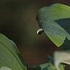 Polygonatum hirtum, flowers