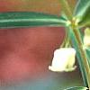 Polygonatum curvistylum, flowers