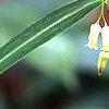 Polygonatum curvistylum, flowers