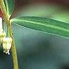 Polygonatum curvistylum, flowers