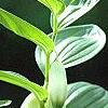 Polygonatum humile, flowers