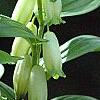 Polygonatum humile, flowers