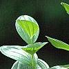 Polygonatum humile, flowers