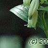 Polygonatum humile, flowers