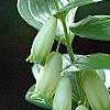 Polygonatum humile, flowers