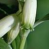 Polygonatum humile, flowers