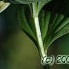 Polygonatum humile, flowers