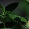 Polygonatum humile, flowers