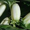 Polygonatum humile, flowers
