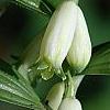 Polygonatum humile, flowers