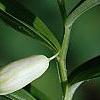 Polygonatum humile, flowers