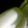 Polygonatum humile, flowers