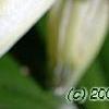 Polygonatum humile, flowers
