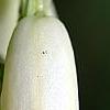 Polygonatum humile, flowers
