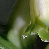 Polygonatum humile, flowers