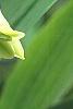 Polygonatum odoratum 'Flore Pleno', flowers