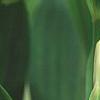 Polygonatum odoratum 'Flore Pleno', flowers