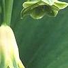 Polygonatum odoratum 'Flore Pleno', flowers
