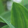 Polygonatum odoratum 'Flore Pleno', flowers