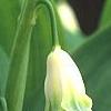 Polygonatum odoratum 'Flore Pleno', flowers