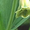 Polygonatum odoratum 'Flore Pleno', flowers