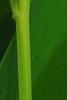 Polygonatum odoratum 'Flore Pleno', flowers
