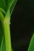 Polygonatum odoratum 'Flore Pleno', flowers