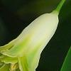 Polygonatum odoratum 'Flore Pleno', flowers