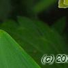 Polygonatum odoratum 'Flore Pleno', flowers