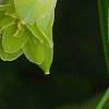 Polygonatum odoratum 'Flore Pleno', flowers