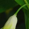Polygonatum odoratum 'Flore Pleno', flowers