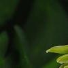 Polygonatum odoratum 'Flore Pleno', flowers