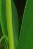 Polygonatum odoratum 'Flore Pleno', flowers