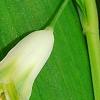 Polygonatum odoratum 'Flore Pleno', flowers