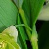 Polygonatum odoratum 'Flore Pleno', flowers