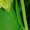 Polygonatum odoratum 'Flore Pleno', flowers