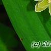Polygonatum odoratum 'Flore Pleno', flowers