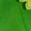 Polygonatum odoratum 'Flore Pleno', flowers