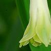 Polygonatum odoratum 'Flore Pleno', flowers