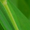 Polygonatum odoratum 'Flore Pleno', flowers
