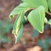 Polygonatum odoratum thunbergii 'Variegatum', habit