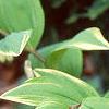 Polygonatum odoratum thunbergii 'Variegatum', habit
