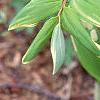 Polygonatum odoratum thunbergii 'Variegatum', habit