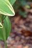 Polygonatum odoratum thunbergii 'Variegatum', habit